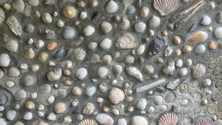 Close up of Shells on a wall at the Shell House at springhill, moneymore